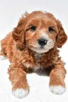 Logan, a male Miniature Goldendoodle for sale in Dundee, OH – Photo 2 of 4