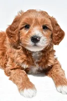 Logan, a male Miniature Goldendoodle for sale in Dundee, OH – Photo 1 of 4