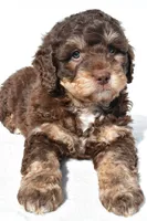Quinten, a male Miniature Bernedoodle for sale in Dundee, OH – 5 of 6