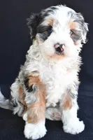 Caroline, a female Miniature Bernedoodle and Miniature Aussiedoodle for sale in Dundee, OH – 7 of 8