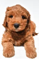 Jared, a male Miniature Goldendoodle for sale in Dundee, OH – 9 of 9