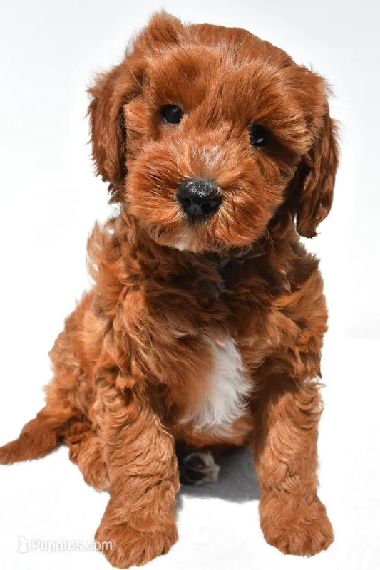Austin – Miniature Goldendoodle puppy for sale in Dundee, OH