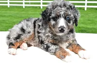 Landon, a male Miniature Bernedoodle and Miniature Aussiedoodle for sale in Dundee, OH – 4 of 6