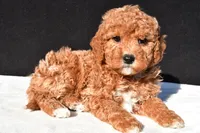 Sophia, a female Miniature Goldendoodle for sale in Dundee, OH – 3 of 8