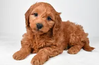 Colton, a male Miniature Goldendoodle for sale in Dundee, OH – 5 of 8