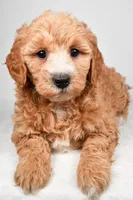 Maria, a female Miniature Goldendoodle for sale in Dundee, OH – 4 of 8