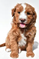 Landrie, a female Miniature Goldendoodle for sale in Dundee, OH – 4 of 6