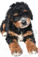 Nick, a male Miniature Bernedoodle for sale in Dundee, OH – 5 of 5