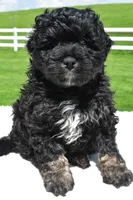Zachery, a male Miniature Bernedoodle and Miniature Aussiedoodle for sale in Dundee, OH – 1 of 7