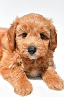 Klhoe, a female Miniature Goldendoodle for sale in Dundee, OH – 7 of 7