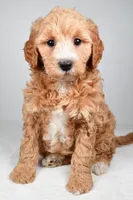 Maria, a female Miniature Goldendoodle for sale in Dundee, OH – 2 of 8