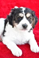 Colleen, a female Miniature Bernedoodle and Miniature Aussiedoodle for sale in Dundee, OH – 6 of 9