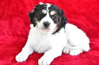 Colleen, a female Miniature Bernedoodle and Miniature Aussiedoodle for sale in Dundee, OH – 2 of 9
