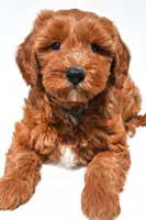 Austin, a male Miniature Goldendoodle for sale in Dundee, OH – 8 of 8