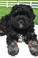 Zachery, a male Miniature Bernedoodle and Miniature Aussiedoodle for sale in Dundee, OH – 7 of 7