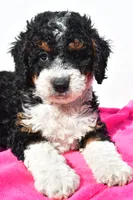Ashley, a female Miniature Bernedoodle for sale in Dundee, OH – 5 of 5