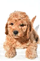 Alice, a female Miniature Goldendoodle for sale in Dundee, OH – 8 of 8