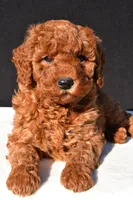 Olivia, a female Miniature Goldendoodle for sale in Dundee, OH – 8 of 9