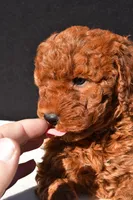 Olivia, a female Miniature Goldendoodle for sale in Dundee, OH – 7 of 9