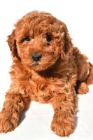Layla, a female Miniature Goldendoodle for sale in Dundee, OH – 5 of 8