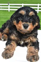 River, a male Miniature Bernedoodle and Miniature Aussiedoodle for sale in Dundee, OH – 7 of 8