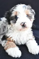 Caroline, a female Miniature Bernedoodle and Miniature Aussiedoodle for sale in Dundee, OH – 6 of 8