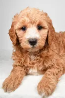 Maria, a female Miniature Goldendoodle for sale in Dundee, OH – 8 of 8