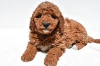 Bentley, a male Miniature Goldendoodle for sale in Dundee, OH – Photo 6 of 8