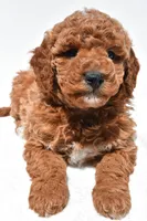 Bentley, a male Miniature Goldendoodle for sale in Dundee, OH – Photo 5 of 8