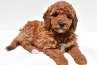 Bentley, a male Miniature Goldendoodle for sale in Dundee, OH – Photo 3 of 8