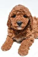 Bentley, a male Miniature Goldendoodle for sale in Dundee, OH – Photo 7 of 8