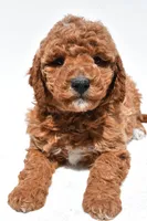 Bentley, a male Miniature Goldendoodle for sale in Dundee, OH – Photo 8 of 8