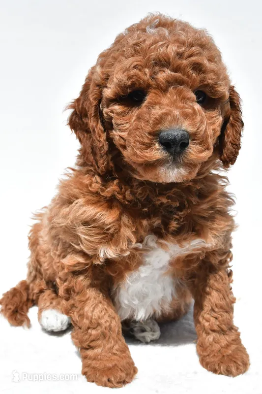 Bentley – Miniature Goldendoodle puppy for sale in Dundee, OH