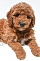 Bentley, a male Miniature Goldendoodle for sale in Dundee, OH – Photo 4 of 8