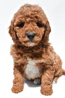 Bentley, a male Miniature Goldendoodle for sale in Dundee, OH – Photo 2 of 8