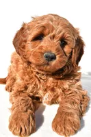 Braxton, a male Miniature Goldendoodle for sale in Dundee, OH – 5 of 10