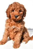 Ashton, a male Miniature Goldendoodle for sale in Dundee, OH – 2 of 9