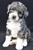 Kaden, a male Miniature Bernedoodle for sale in Dundee, OH – 2 of 7