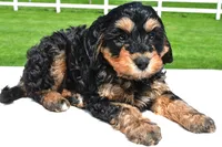 River, a male Miniature Bernedoodle and Miniature Aussiedoodle for sale in Dundee, OH – 6 of 8