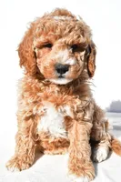 Justin, a male Miniature Goldendoodle for sale in Dundee, OH – 2 of 8