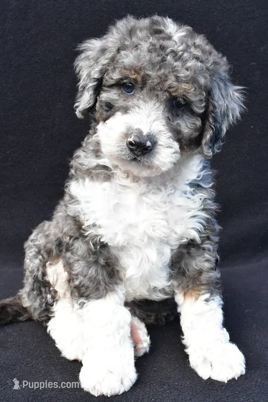 Kaden – Miniature Bernedoodle puppy for sale in Dundee, OH