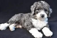 Kaden, a male Miniature Bernedoodle for sale in Dundee, OH – 4 of 7