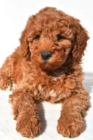 Ashton, a male Miniature Goldendoodle for sale in Dundee, OH – 7 of 9