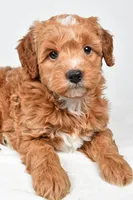 Annie, a female Miniature Goldendoodle for sale in Dundee, OH – 6 of 8