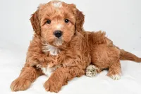 Annie, a female Miniature Goldendoodle for sale in Dundee, OH – 3 of 8