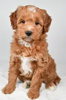 Annie, a female Miniature Goldendoodle for sale in Dundee, OH – 1 of 8