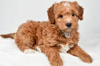 Annie, a female Miniature Goldendoodle for sale in Dundee, OH – 5 of 8