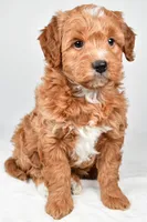 Annie, a female Miniature Goldendoodle for sale in Dundee, OH – 2 of 8