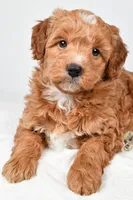 Annie, a female Miniature Goldendoodle for sale in Dundee, OH – 8 of 8