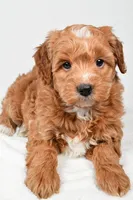 Annie, a female Miniature Goldendoodle for sale in Dundee, OH – 7 of 8